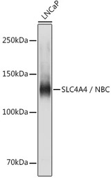 SLC4A4 antibody