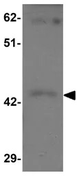 SHISA9 antibody