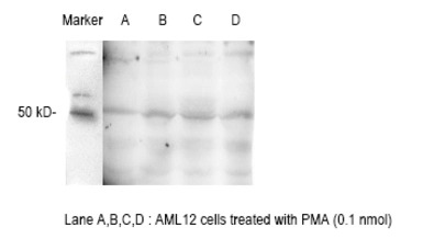 E2F1 (phospho Thr433) antibody