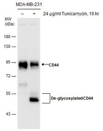 CD44 antibody