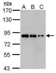 Nuclear Matrix Protein p84 ant