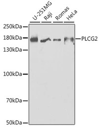 PLCG2 antibody