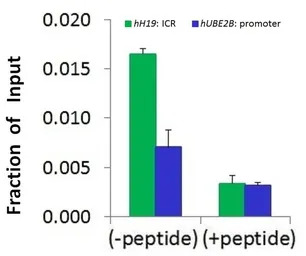 Histone H1.2 antibody, Interna