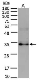 FGF10 antibody