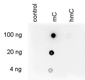 5-Methylcytosine / 5-mC antibo
