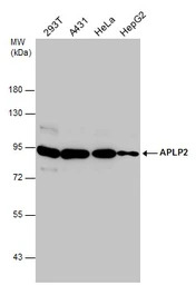 APLP2 antibody [N1N2], N-term