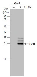 StAR antibody