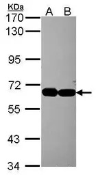 INTS4 antibody [N1N2], N-term