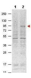 STAT5A (phospho Tyr694) antibo