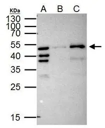 RFP antibody [GT1433]