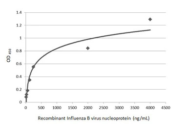 Influenza B virus Nucleoprotei