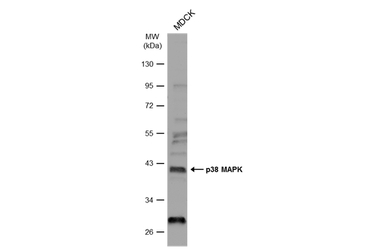 p38 MAPK antibody [N1C3-2]