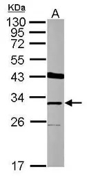 THAP11 antibody