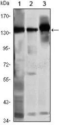 SMC1 antibody [5B6]