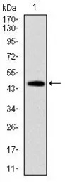 Fas antibody [4F8D6]