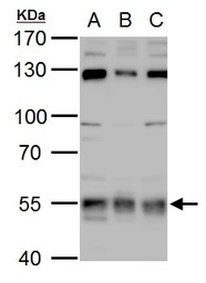 USP3 antibody