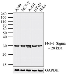 14-3-3 sigma antibody [1.N.6]