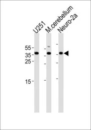 EMX1 antibody, C-term