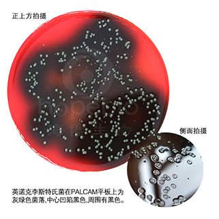 PALCAM琼脂平板（9cm）
