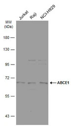 ABCE1 antibody