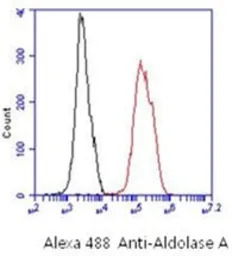 Aldolase A antibody [AT3F9]
