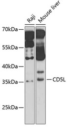 CD5L antibody