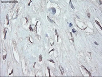 GATA4 antibody [9F9]