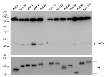 Wnt4 antibody