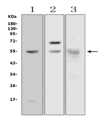 Amylase antibody