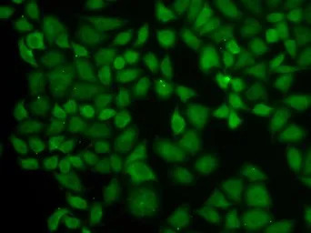 SRP1 antibody