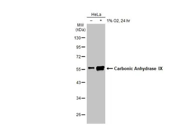 Carbonic Anhydrase IX antibody