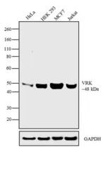 VRK1 antibody [1F6]
