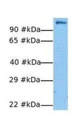 E2F7 antibody, N-term