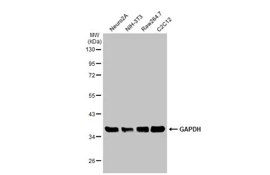 GAPDH antibody [GT239]