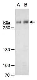 ARID1A antibody
