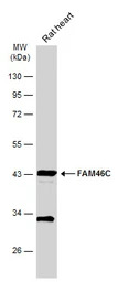 FAM46C antibody