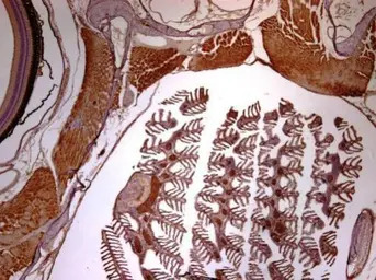 SMC3 antibody [N1N2], N-term