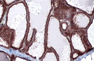 Cytokeratin 19 antibody [N1C1]