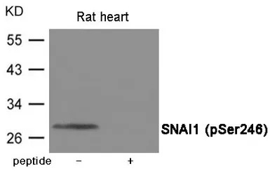 SNAI1 (phospho Ser246) antibod