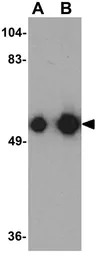 KREMEN1 antibody