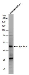 SLC7A9 antibody