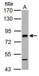 RSK2 antibody