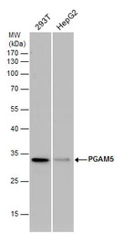 PGAM5 antibody