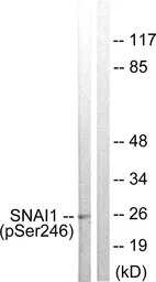 SNAI1 (phospho Ser246) antibod