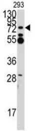 ZFP219 antibody, N-term
