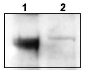 Trkct1 antibody