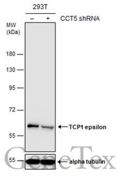 TCP1 epsilon antibody [N1C1]