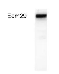 ECM29 antibody