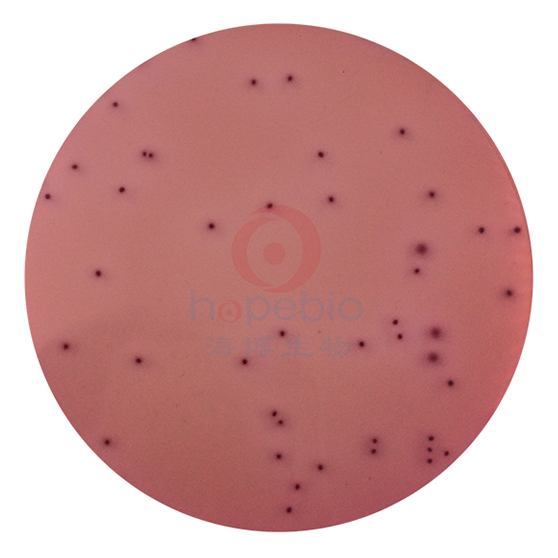 结晶紫中性红胆盐琼脂平板（9cm）
