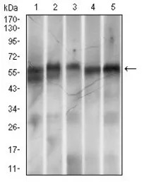 Ring1 antibody [8C12F4]